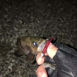 雨上がりのメバリング