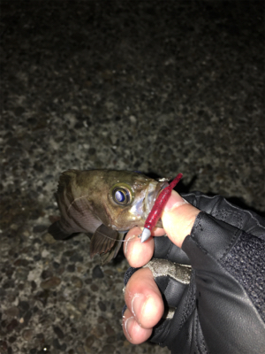 雨上がりのメバリング
