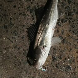 2018年4月12日釣行in姪浜漁港周辺