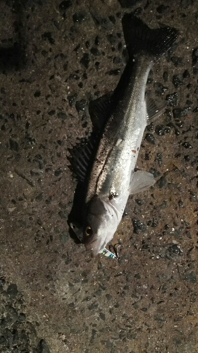 2018年4月12日釣行in姪浜漁港周辺