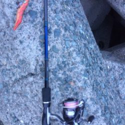 3投目で釣れたっ！