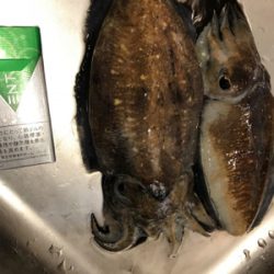 コウイカエギング