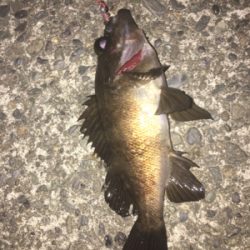 久々のメバリング