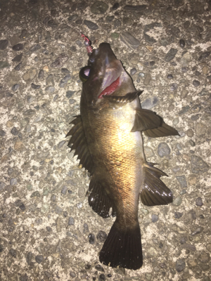 久々のメバリング