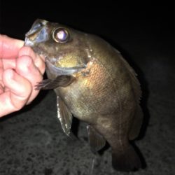 明石でメバリング