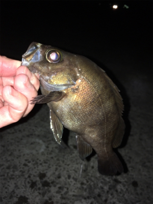 明石でメバリング