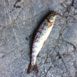 今年は小さい？