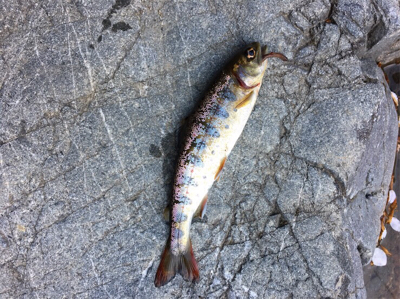 今年は小さい？