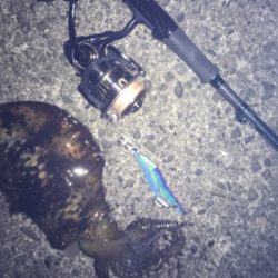 時合いにぱたぱた