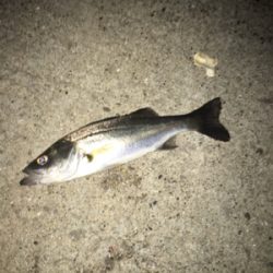 今年初シーバス！はミニサイズ、、