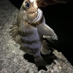 どうしてもメバルが釣りたくて