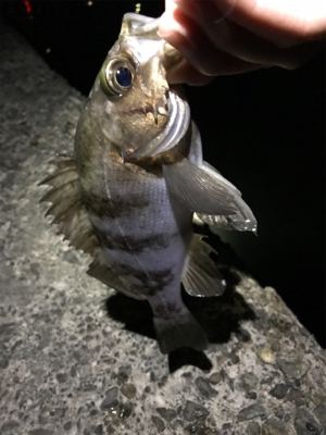 どうしてもメバルが釣りたくて