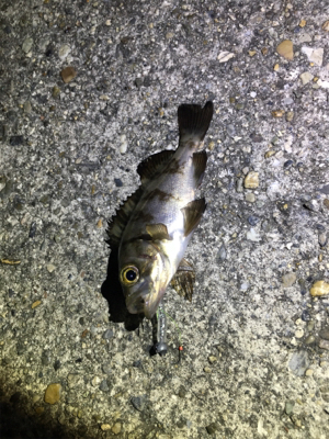 渋いメバリング