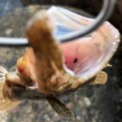 青物調査でソゲ