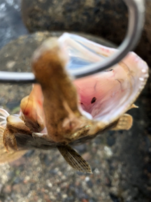 青物調査でソゲ