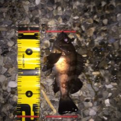 久々にメバリング!