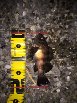 久々にメバリング!