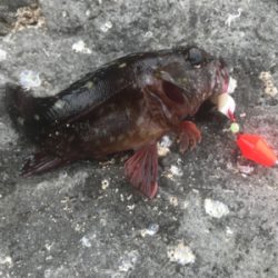 裏切らないカサゴくん