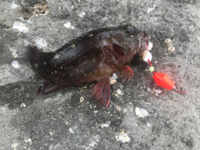 裏切らないカサゴくん