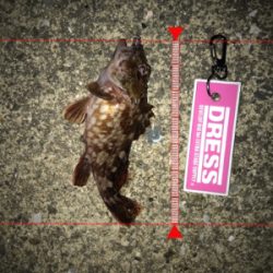 メバリングからのガシリング