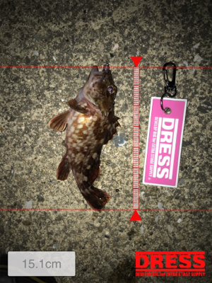 メバリングからのガシリング