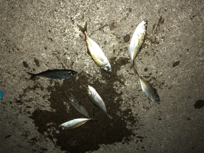 久しぶりの陸っぱりアジング