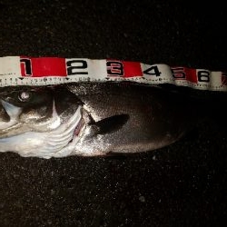 ナイトシーバス