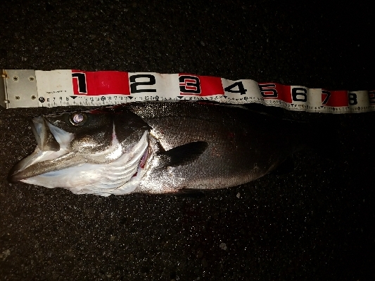 ナイトシーバス