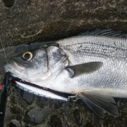 海陽町でヒラスズキ