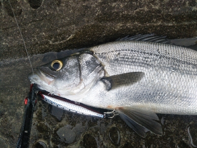 海陽町でヒラスズキ