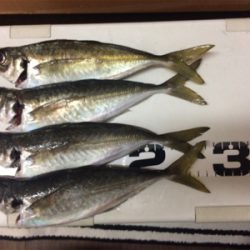 尺手前サイズ 朝マズメにて