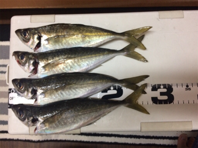 尺手前サイズ 朝マズメにて