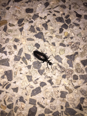 お手軽ライトゲーム