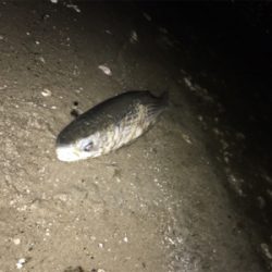 チニングに行ってきました