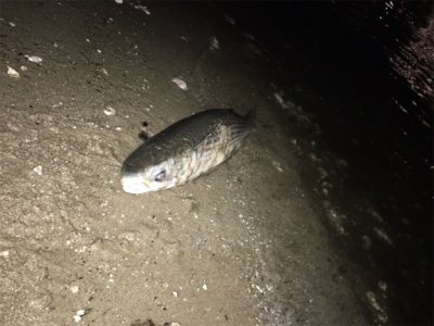 チニングに行ってきました