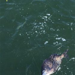 渋い中やっと１匹