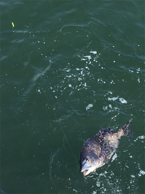 渋い中やっと１匹