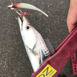 今期、初物です!