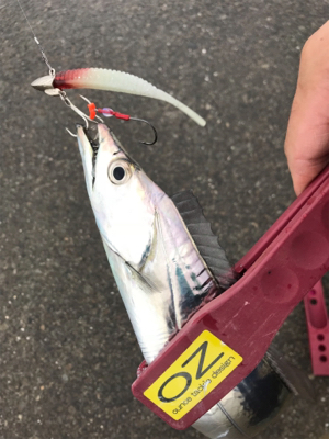 今期、初物です！