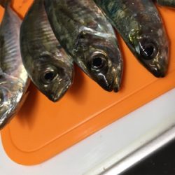 ファミリーフィッシング