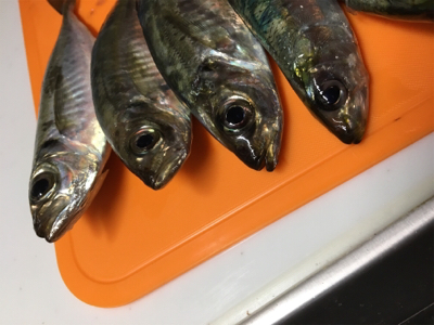 ファミリーフィッシング