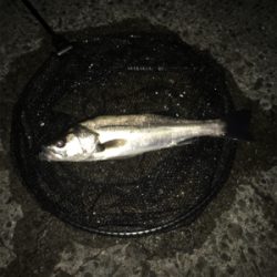 今シーズン1本目‼️