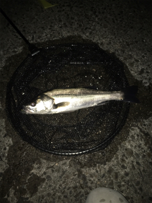 今シーズン1本目‼️