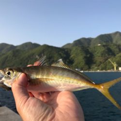 グレ1匹、小アジたくさん