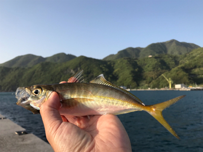 グレ1匹、小アジたくさん