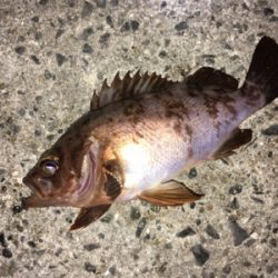 明石周辺メバリング