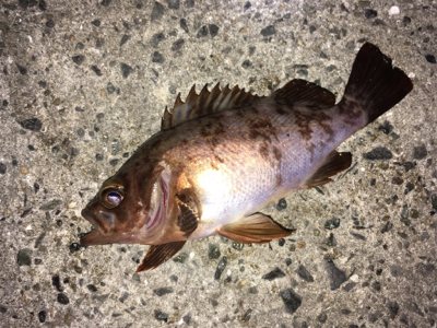 明石周辺メバリング