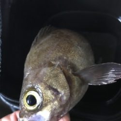 子供とキワ釣り♪