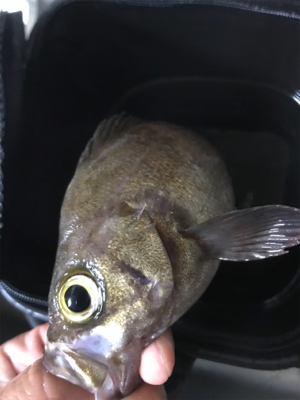 子供とキワ釣り♪