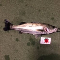 シーバスボイル